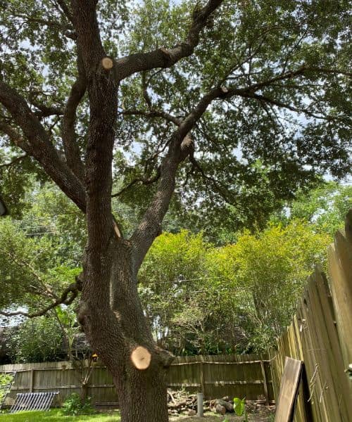 Tree Removal friendswood tx 12