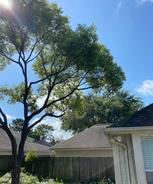 Tree trimming and pruning friendswood tx 10